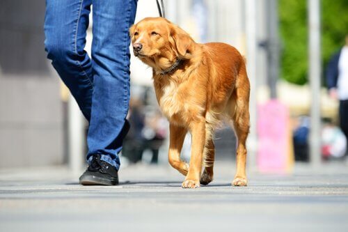 散歩している犬　トイレトレーニング　愛犬