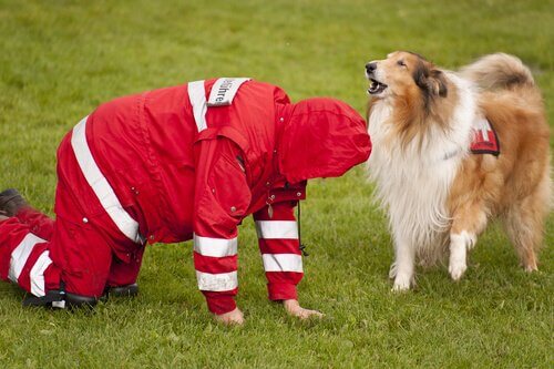 トレーニング中の犬 捜索救助犬   災害救助犬