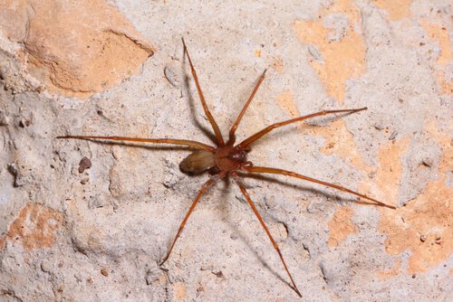 クモが家の中に侵入するのを防ぐ方法