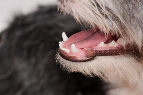 あなたの愛犬の歯茎はどんな色？歯茎でわかる健康状態