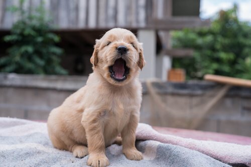 あくびをする子犬