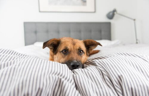 ベッドの上にいる犬　過保護 攻撃的