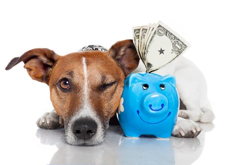 犬と貯金箱 ペット保険 選び方