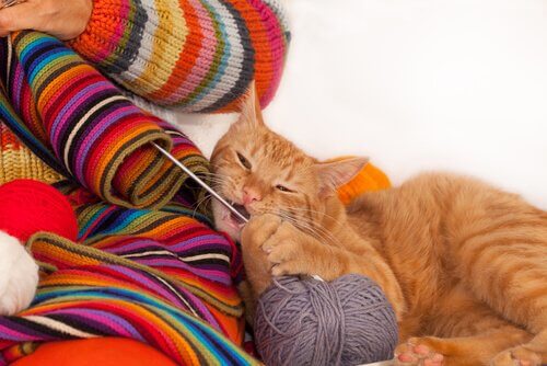 毛糸で遊ぶ猫 猫が服を噛む