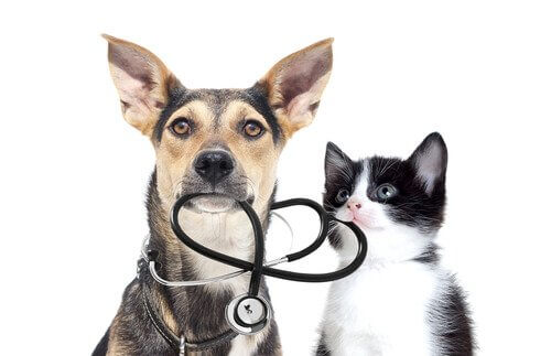 聴診器を持った犬と猫