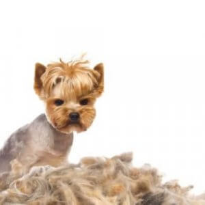 犬の抜け毛について：原因と対策