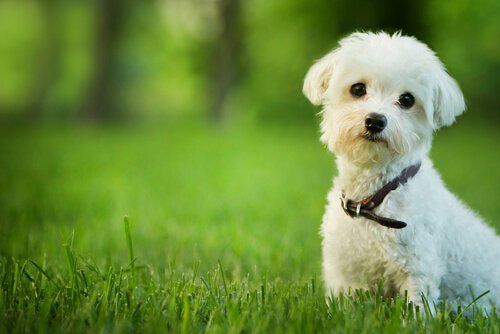 芝生に佇む白い犬 犬　魂　スピリチュアル　天国