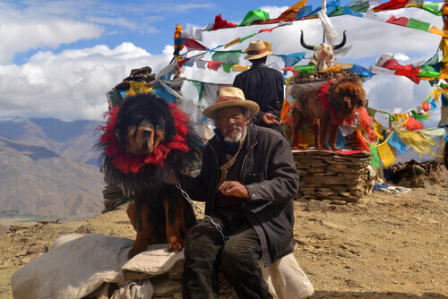 世界で最も高価な犬の悲しい物語：チベタン・マスティフ