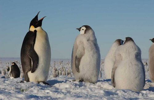 氷の上のペンギン