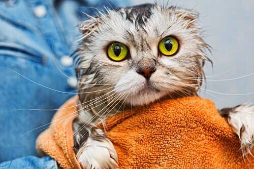 お風呂上がりの猫 お風呂 入れず 猫 きれいにする
