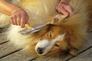 犬の「フケ」について：原因や治療法とは？