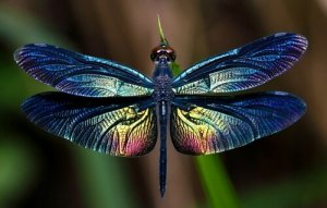 トンボ：美しい大きな羽を持つ昆虫について