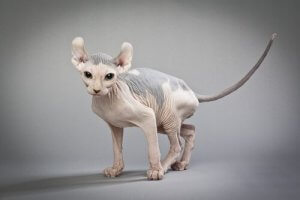 エルフキャット：カーブした耳と無毛が特徴の猫