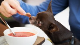 犬にスープを飲ませてもいいの？