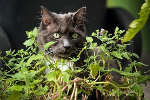草の奥からこちらを見る黒猫 ネコ 毒 植物