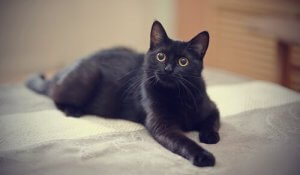 黒猫にまつわる興味深い迷信とは？