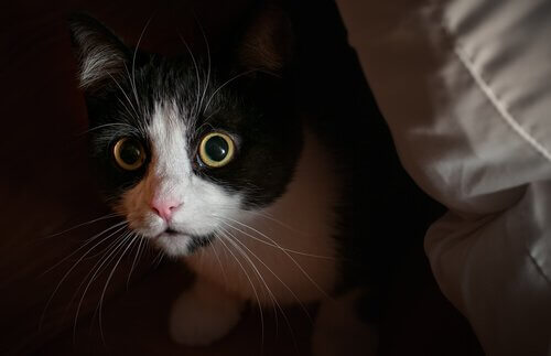猫の眼差しと好奇心　猫　ジッと見つめる　理由