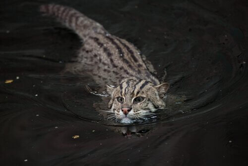 魚を捕る猫：絶滅の危機にあるスナドリネコについて