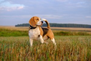 追跡犬について：優れた5種類の追跡犬を知ってみよう！