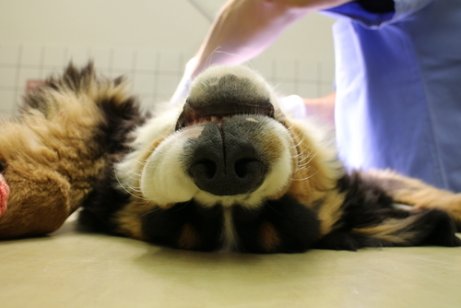 手術を受ける犬　臍ヘルニア 犬