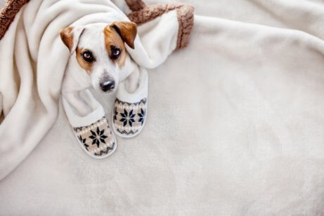 毛布に包まれる犬