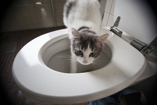 トイレの水に触るネコ　ネコ　風変わりな行動