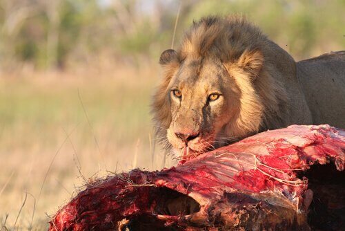 獲物を食べるライオン