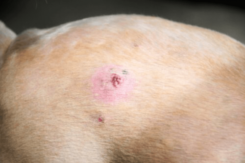 皮膚ガンの犬 犬 皮膚ガン 