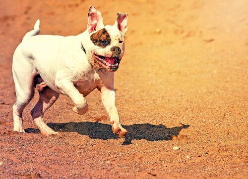 遊んでいるブルドッグ 国際畜犬連盟 FCI  承認されていない犬種