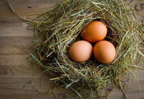 巣の中の卵 ニワトリ  毎日 産卵