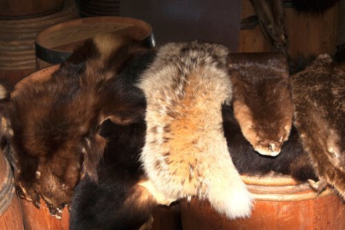ようやく終わりを迎える毛皮産業：毛皮の使用は停止へ