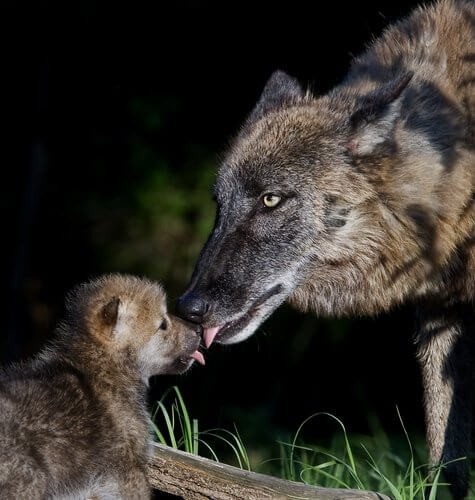 子供の顔を舐めるオオカミ