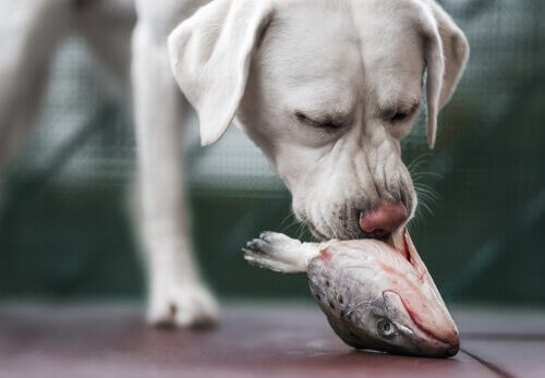 魚を食べる犬 ペット 自然な食事  与える方法 