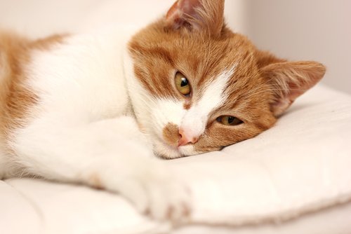猫が病気かどうかを知る方法：猫が見せる病気の兆候