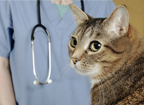 条虫の検査を受ける猫 猫   腸内寄生虫