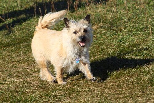 ケアンテリア スコットランド 　犬種 スコットランド高地  犬