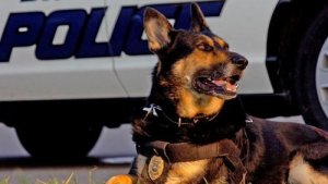 警察犬ダンコの引退：4本足のヒーローを救え！
