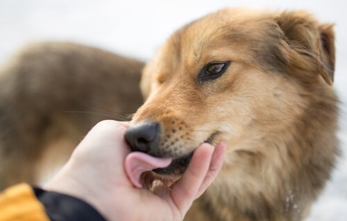 音恐怖症の犬を助ける方法　音恐怖症　犬　
