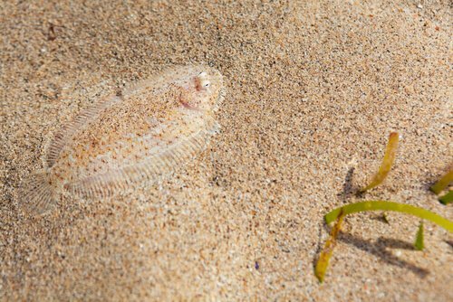 砂に隠れるヒラメ シタビラメ   メグリム   カレイ目  魚
