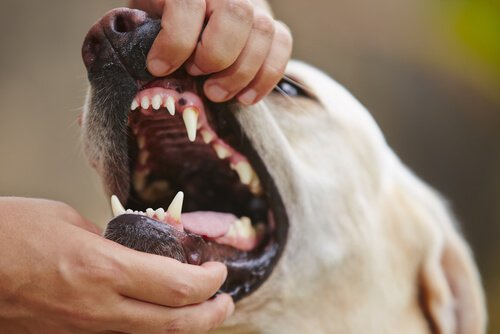 愛犬の健康チェックを！犬の歯肉炎を治療する方法
