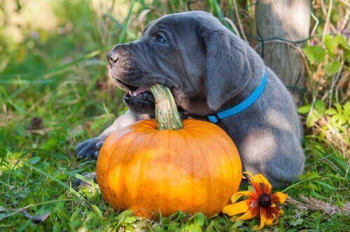かぼちゃを噛む犬 食事 かぼちゃ 犬 