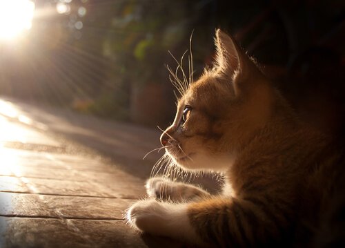 太陽を見る猫 猫エイズ 