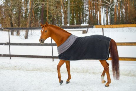 寒さ対策をした馬 馬　お世話　冬 