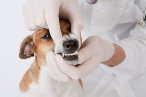口内の健康維持に：犬用の「デンタルフロストイ」