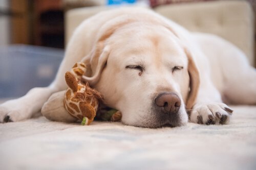 愛犬の寝つきが悪くなってしまったときの対処法とは？
