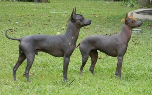 ヘアレス犬種：アルゼンティニアン・ピラ・ドッグ