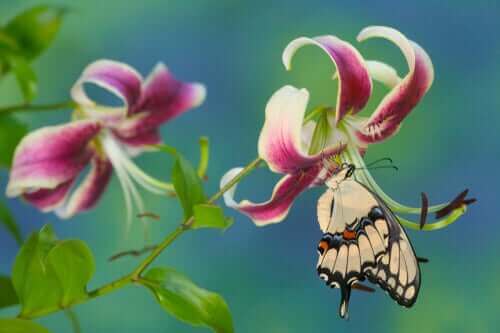 クレスポンテスアゲハ ：巨大でエキゾチックな美しい蝶　蜜を吸う