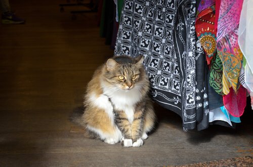 貫禄のある猫 イスタンブール　猫 