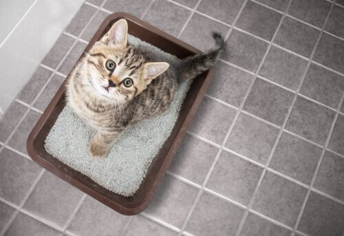 猫トイレに座る猫 猫 トイレトレーニング　 