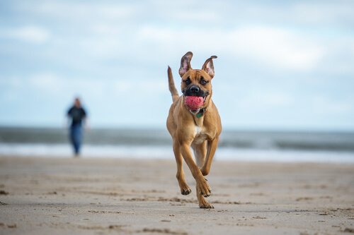 ペットOK！　愛犬と行けるスペインのビーチ